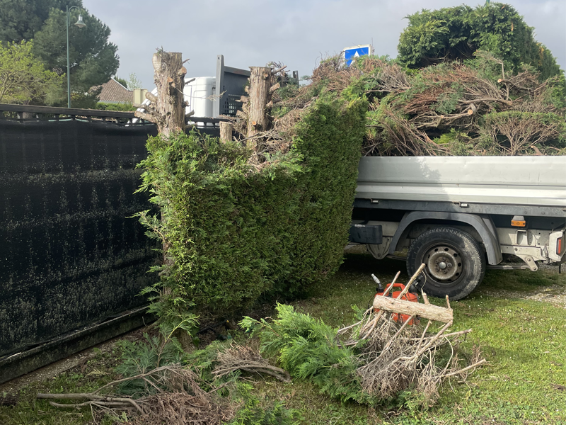 Abattage haie sapinette Pibrac
