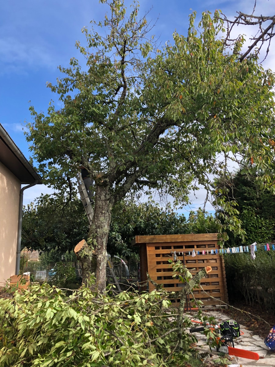 avant abattage cerisier cornebarrieu Jackel elagueur 31 Pendant abattage cerisier cornebarrieu Jackel élagueur 31