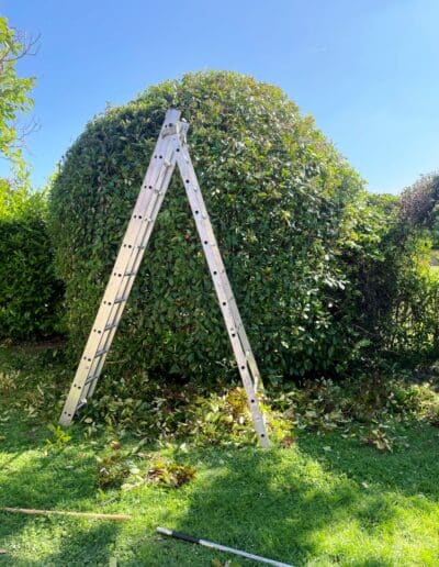 élagage arbuste plaisance Jackel élagueur 31