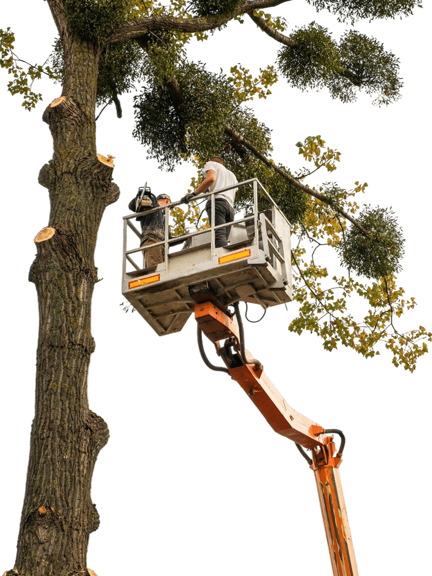 élagage auch 32 Jackel élagueur Gers