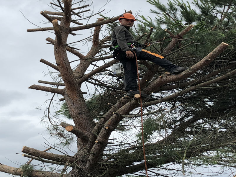 Élagueur grimpeur sécurisant un arbre en hauteur