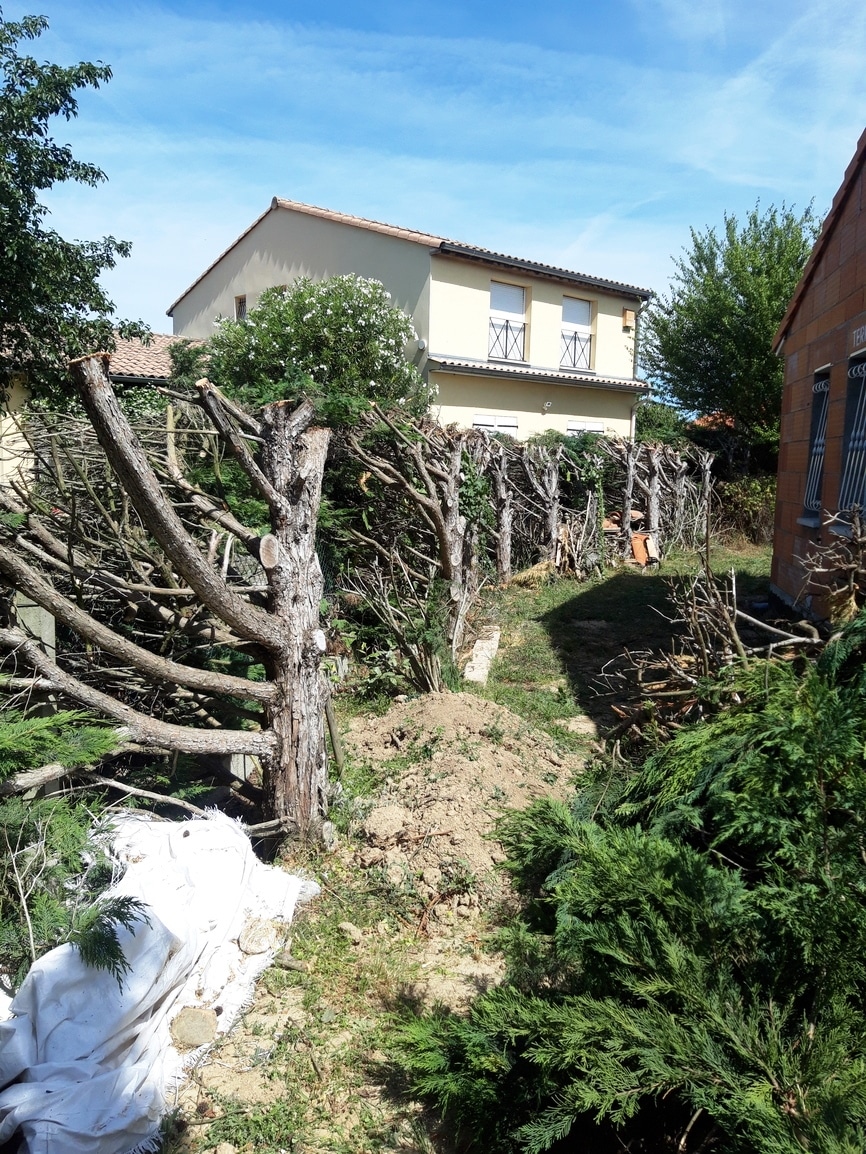 etetage haie tournefeuille-Jackel elagueur 31-20220528_113210_m étêtage haie tournefeuille Jackel élagueur 31