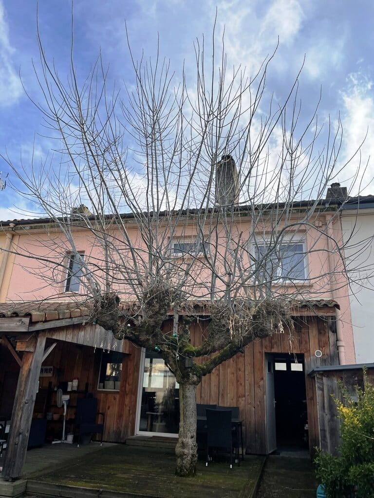 travaux elagage murier platane colomiers Jackel elagueur 31 travaux élagage mûrier platane Colomiers jackel élagueur 31