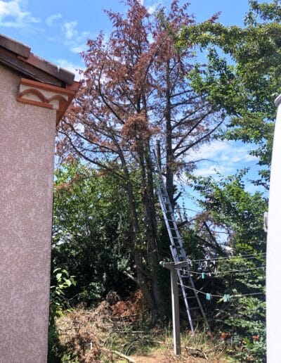 travaux forestier Pibrac Jackel élagueur 31