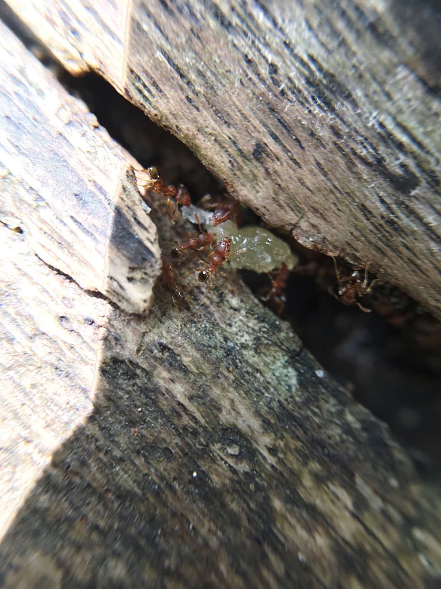 vue-rapprochee-invasion-fourmis-cedre-pibrac-Jackel-elagueur-31 vue rapprochee invasion cèdre Pibrac Jackel élagueur 31