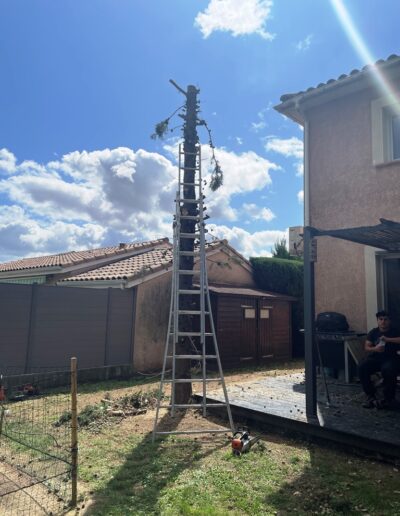 Jackel élagueur 31 abattage cyprès leyland saint Lys