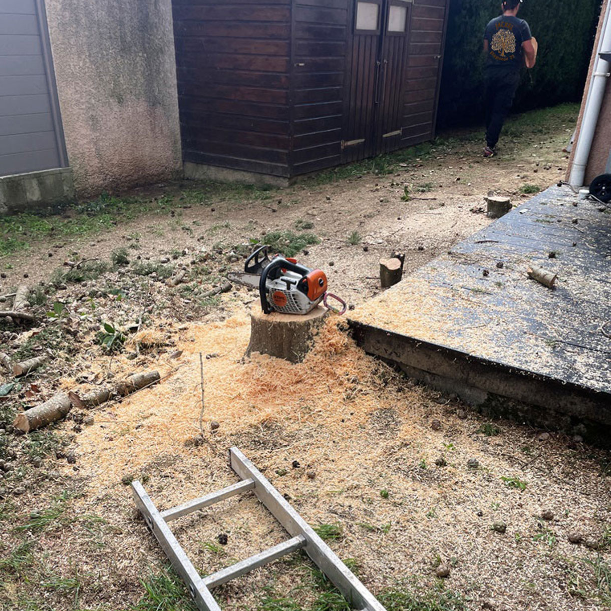 abattage cyprès leyland Saint Lys Jackel elagueur 31470