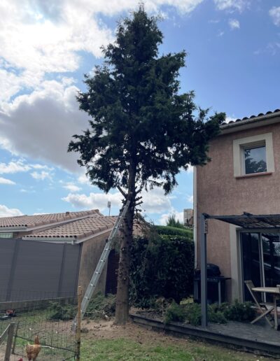élagage arbre saint Lys Jackel élagueur 31