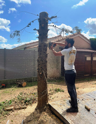 travaux abattage arbre Saint Lys Jackel élagueur 31