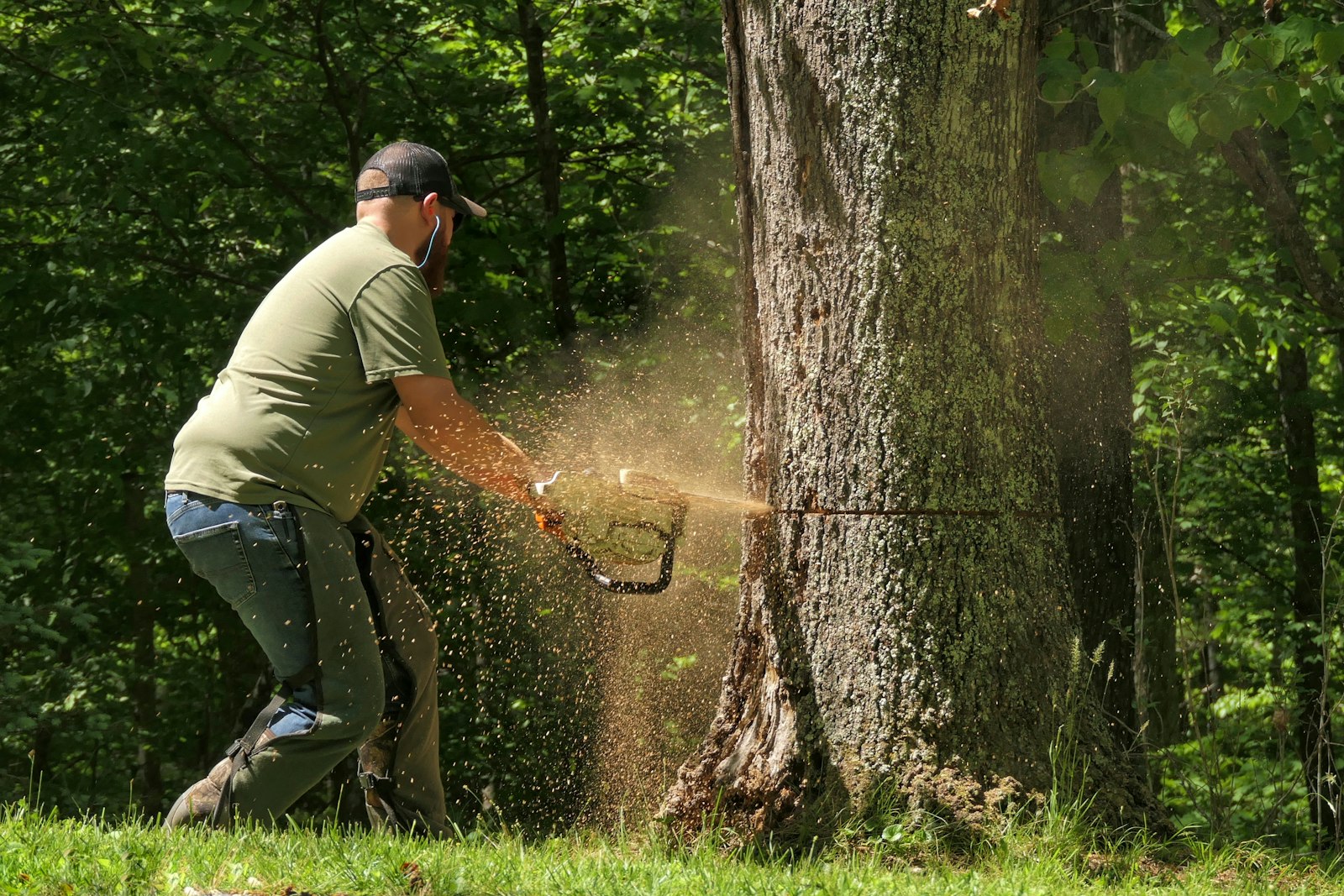 Abattage d’arbre à la tronçonneuse à Aussonne