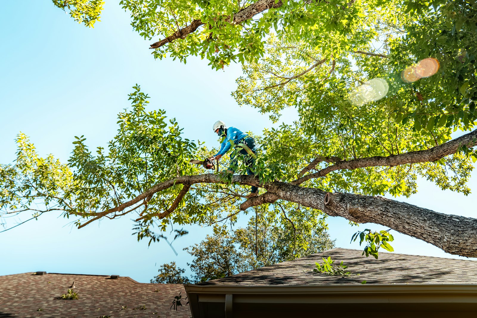 Arboriste coupant une branche à Merville