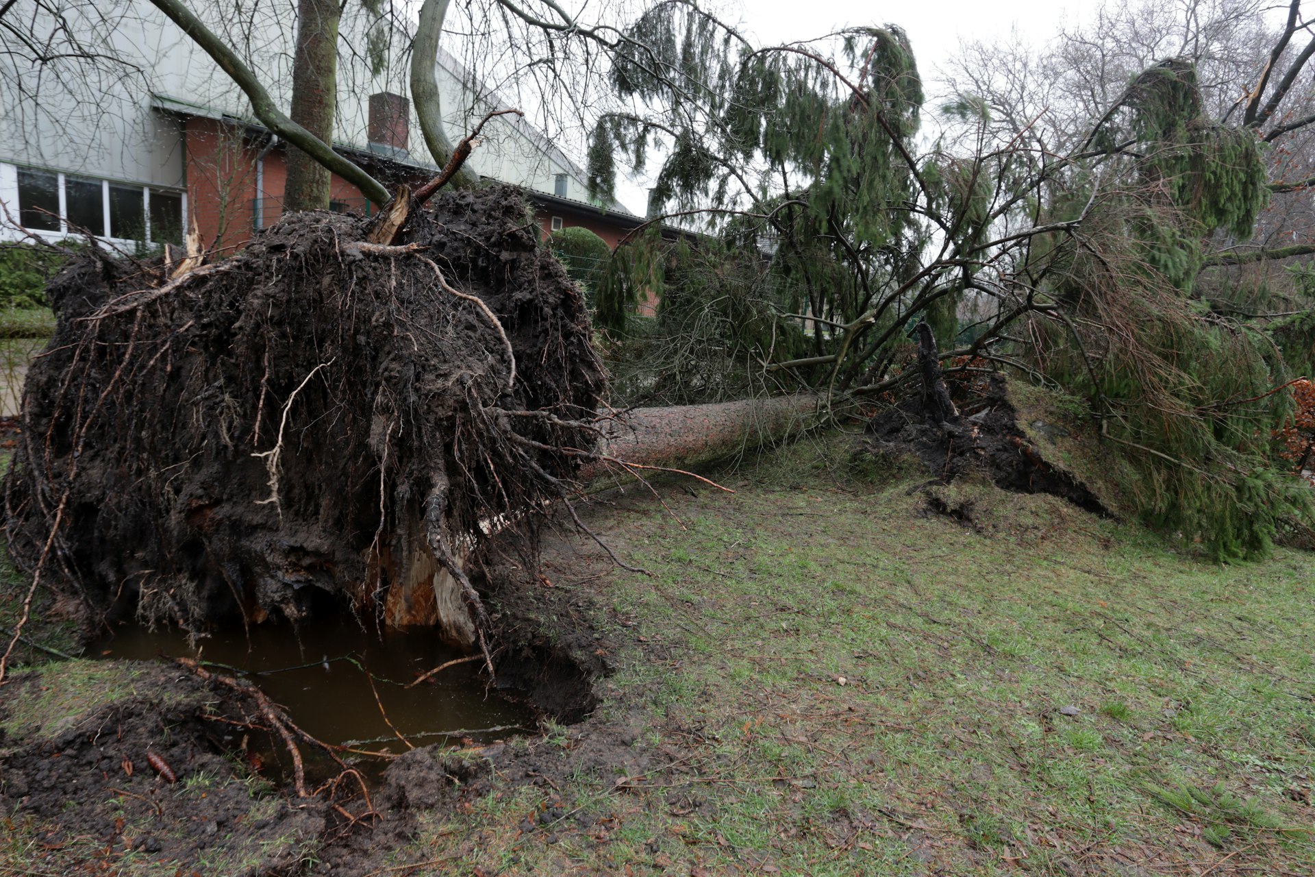 Arbre déraciné après une tempête, intervention à Bruguières