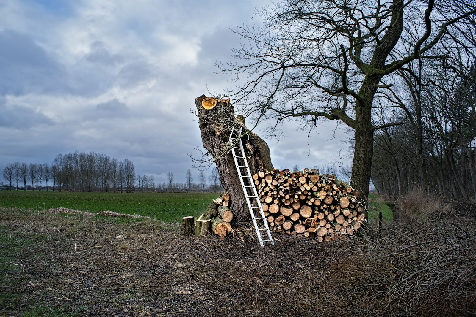 bois-empile-chantier-rieumes Bois empilé après un chantier d’abattage à Rieumes