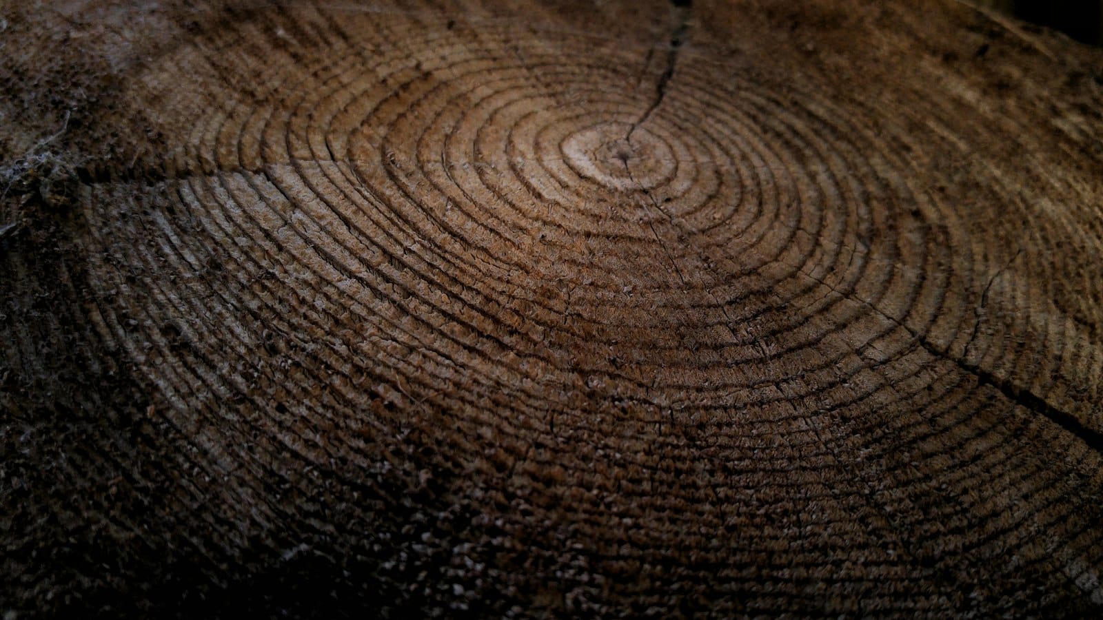 Cernes d’une souche d’arbre coupé à Pujaudran