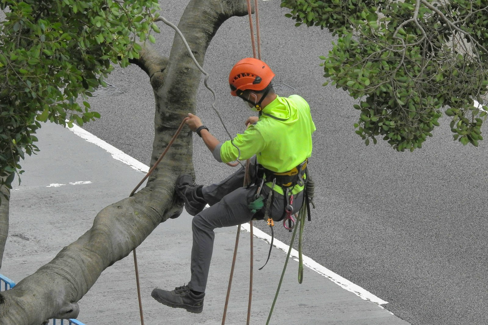 Élagueur encordé dans un arbre à Rieumes