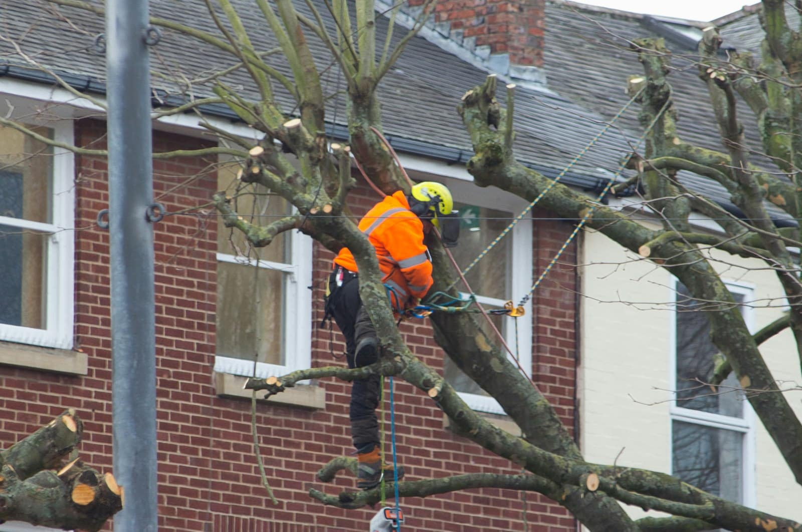 Élagueur en gilet orange travaillant dans un arbre à Aussonne