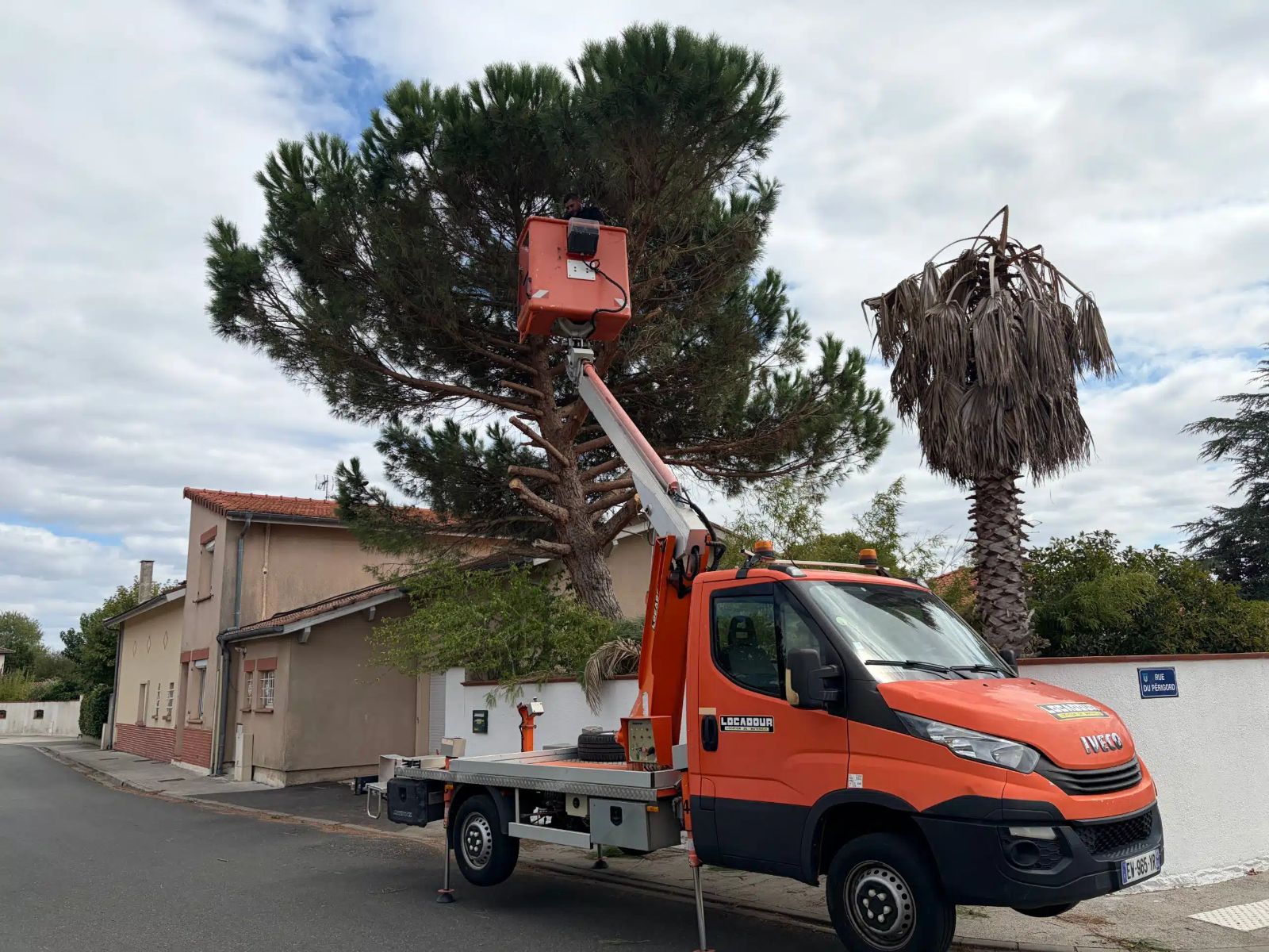 Élagage d’un pin parasol en nacelle par Jackel Élagueur 31