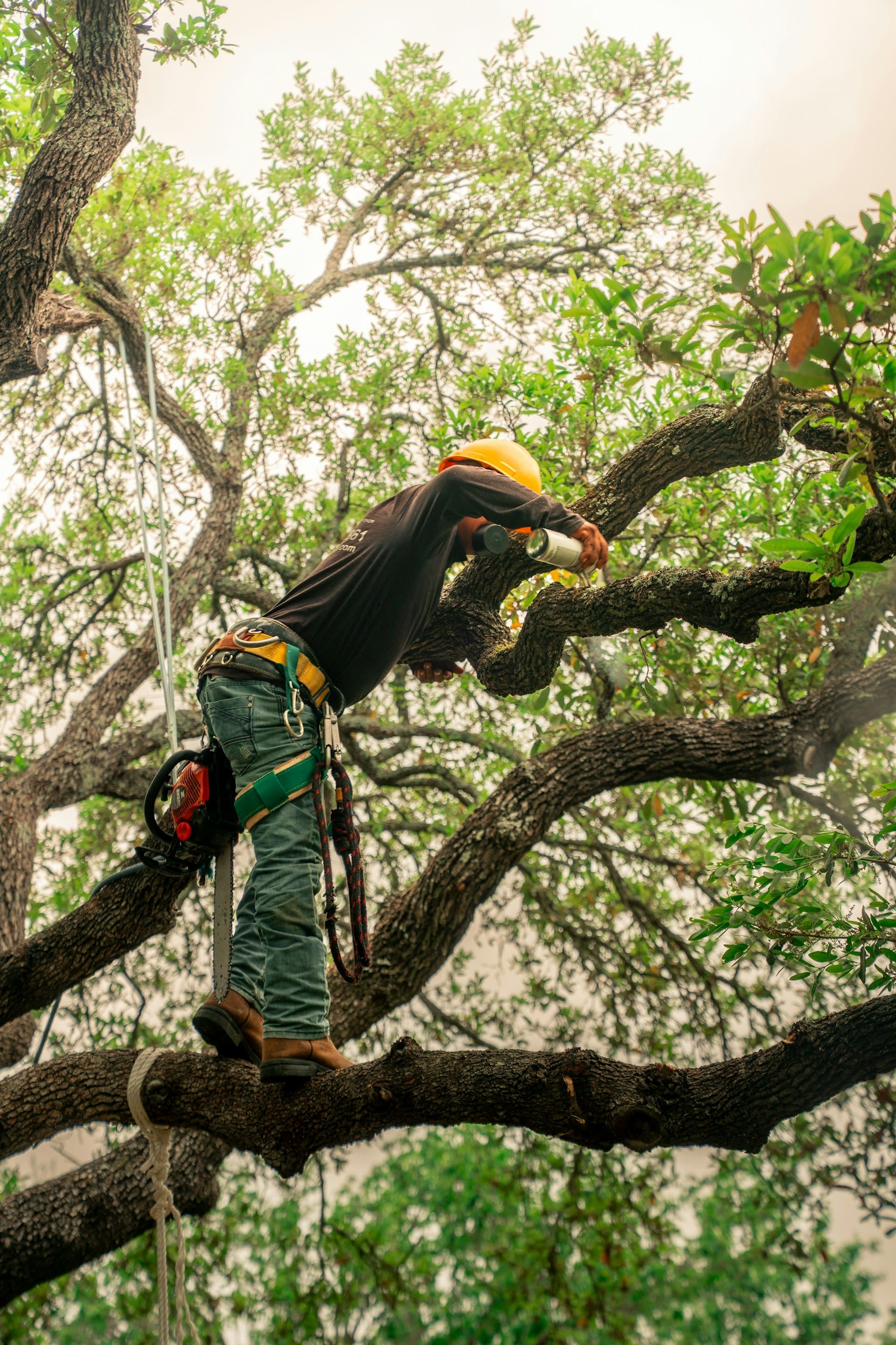 Élagueur taillant les branches d'un arbre à Roques