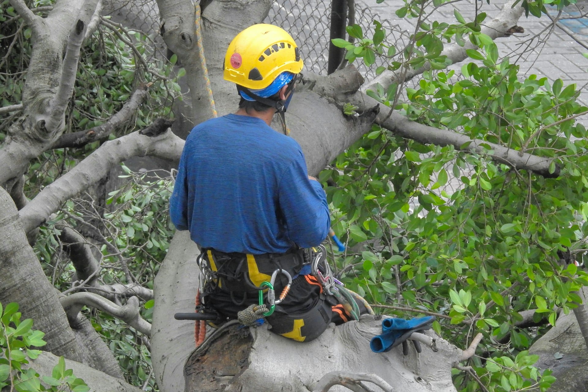 Grimpeur élagueur casqué dans un arbre à Lherm
