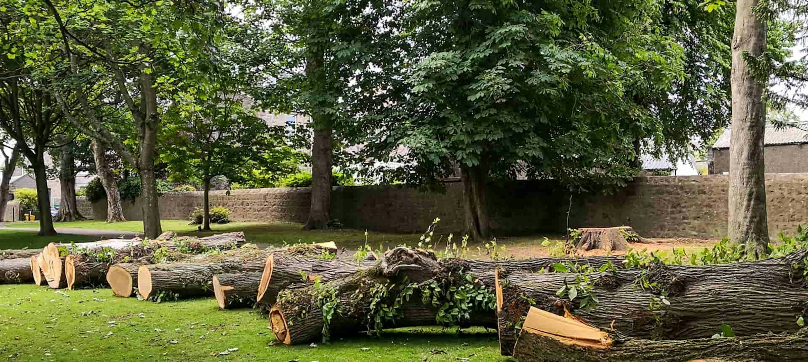 Tronçons d’arbre abattu dans un jardin de Merville