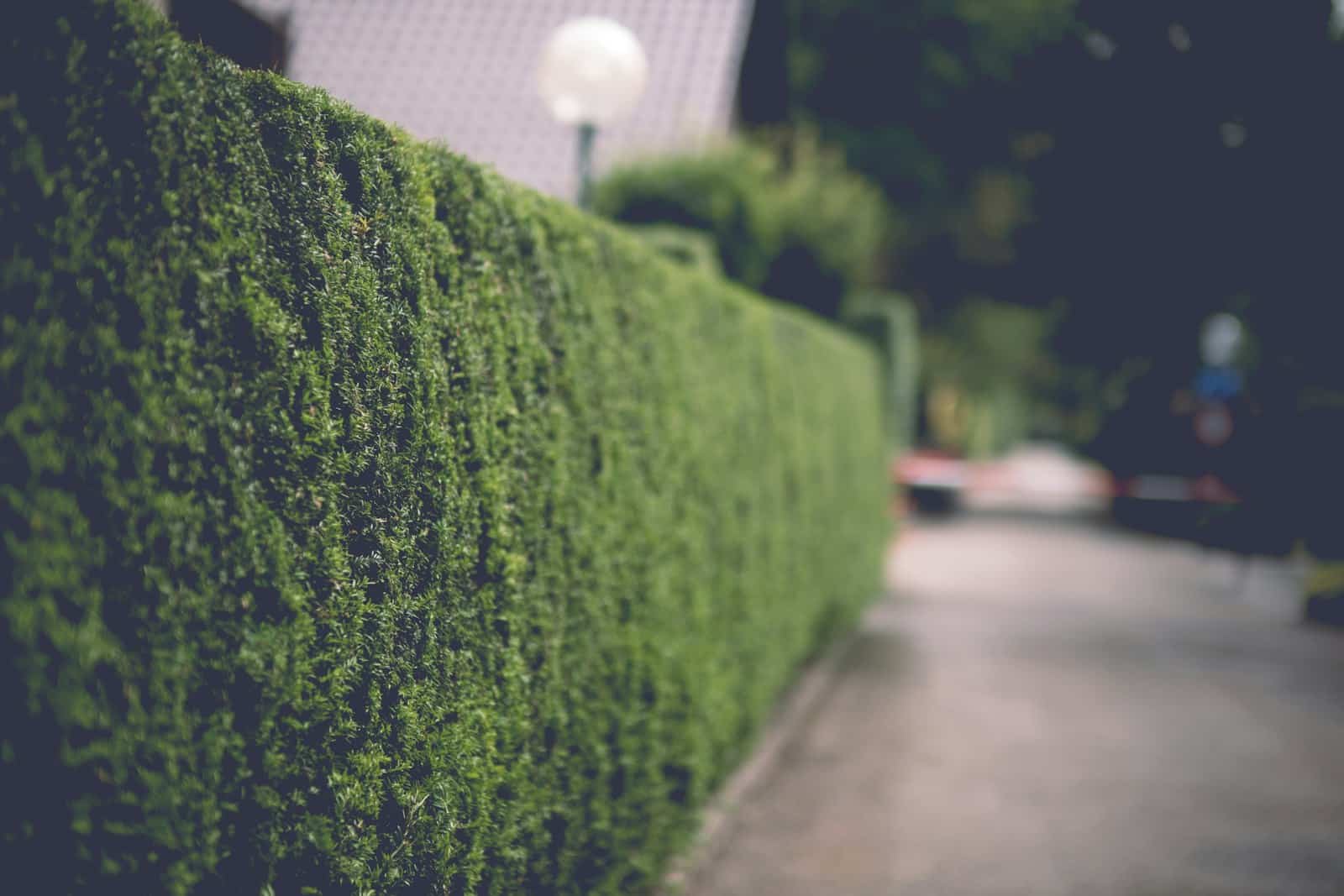 Haie taillée le long d’une rue à Aussonne