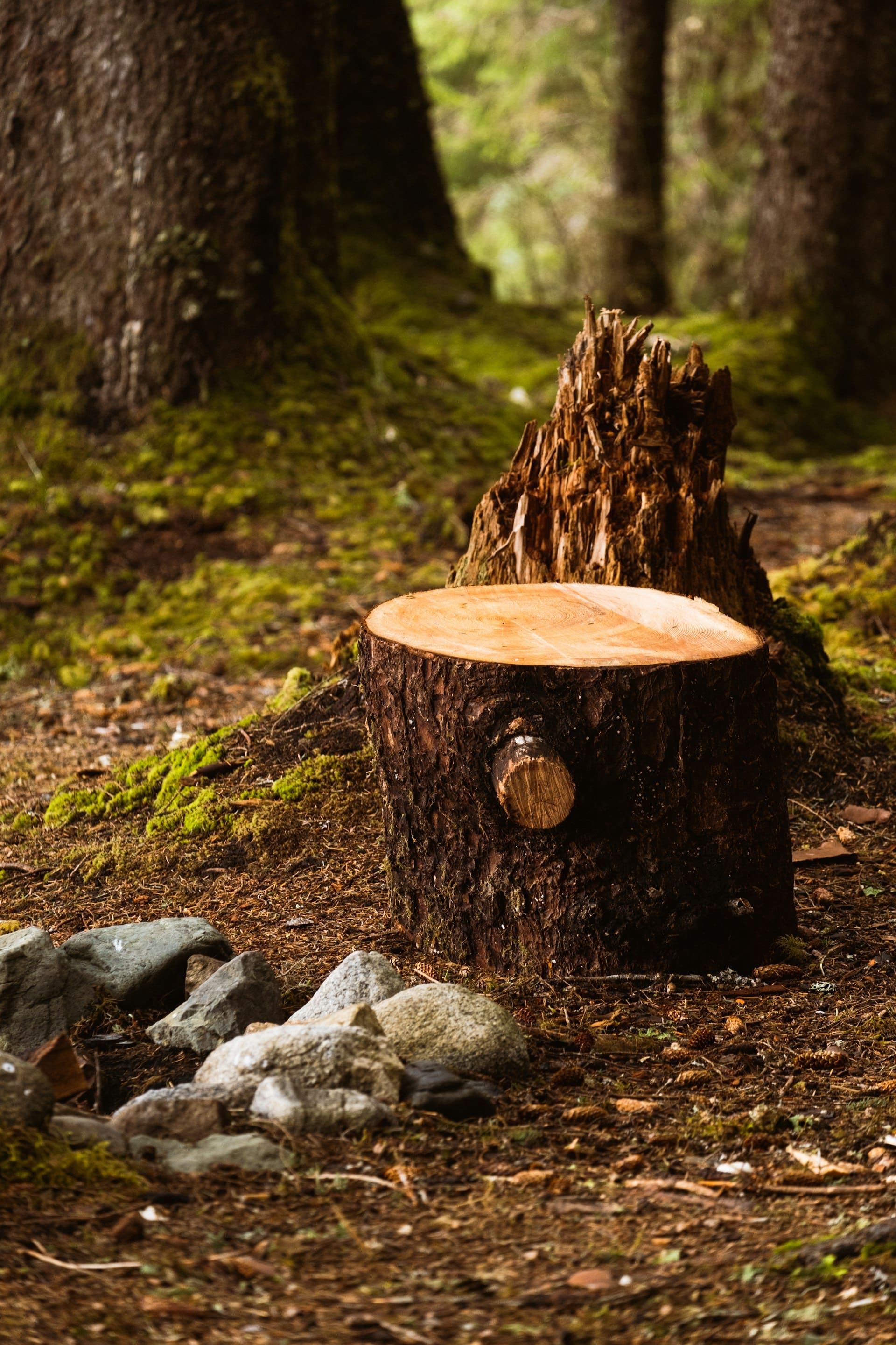 Souche d'arbre coupée avant rognage à Lherm