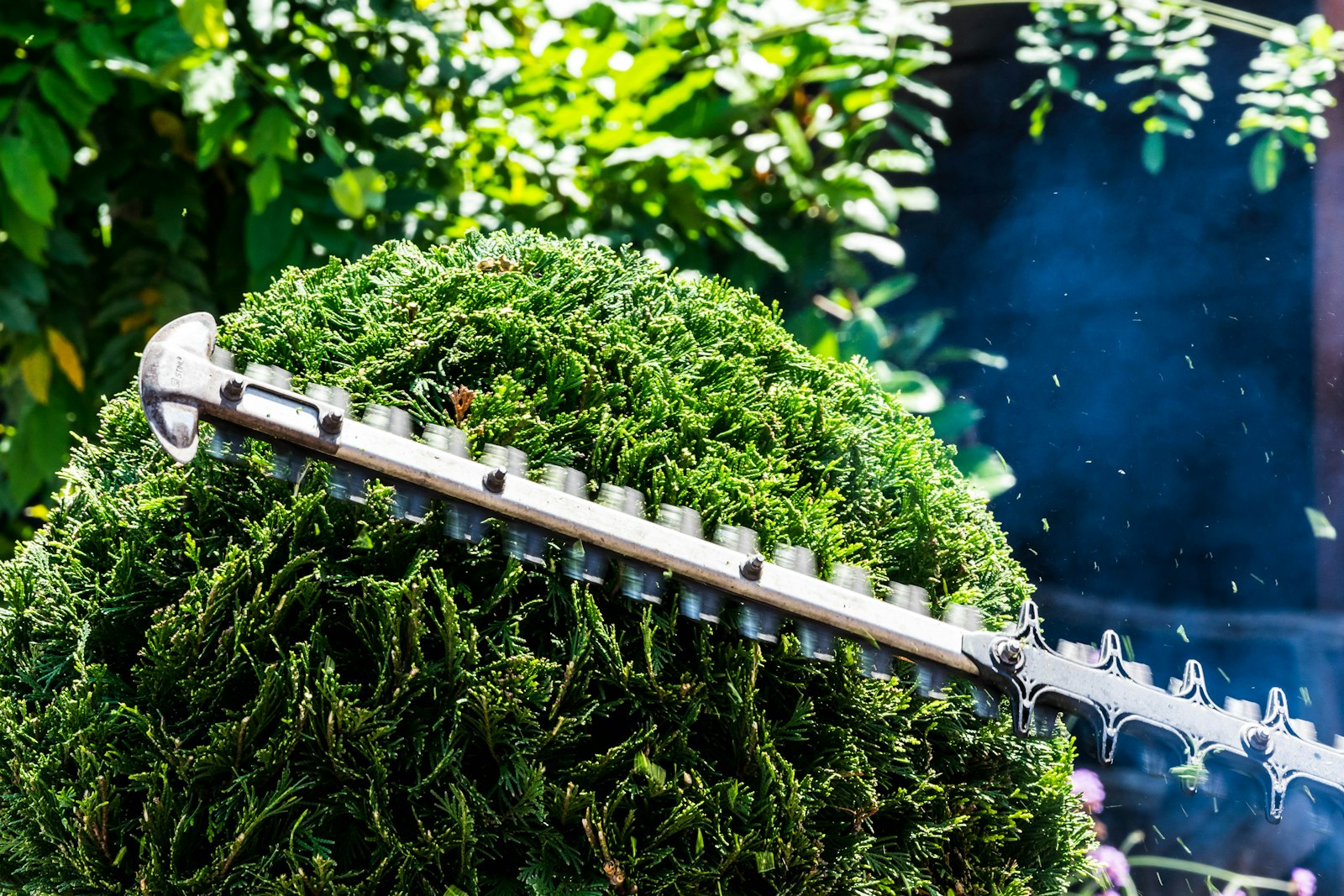 Taille de haie avec un taille-haie à Pujaudran