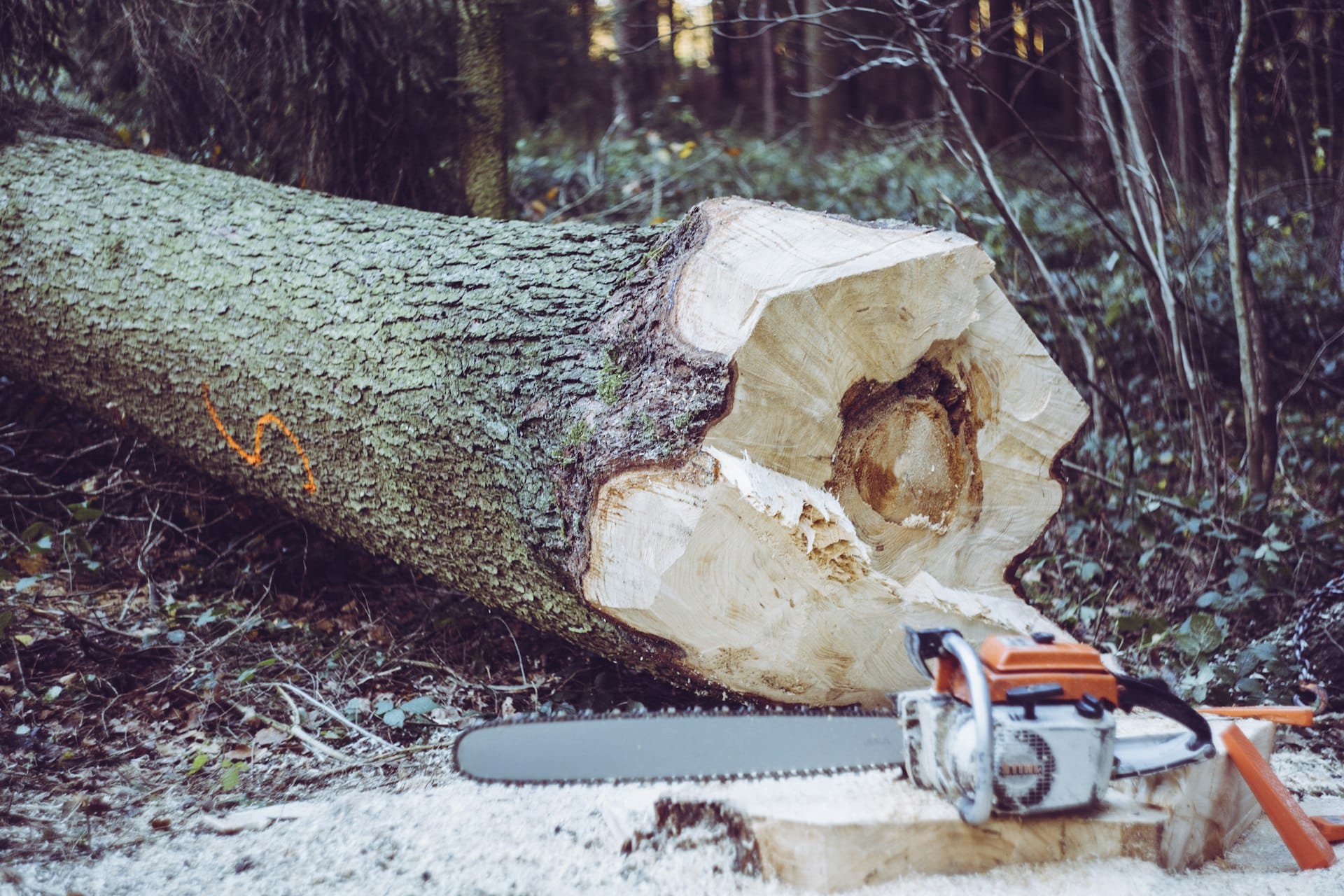 Tronc d'arbre abattu et tronçonneuse, chantier à Roques
