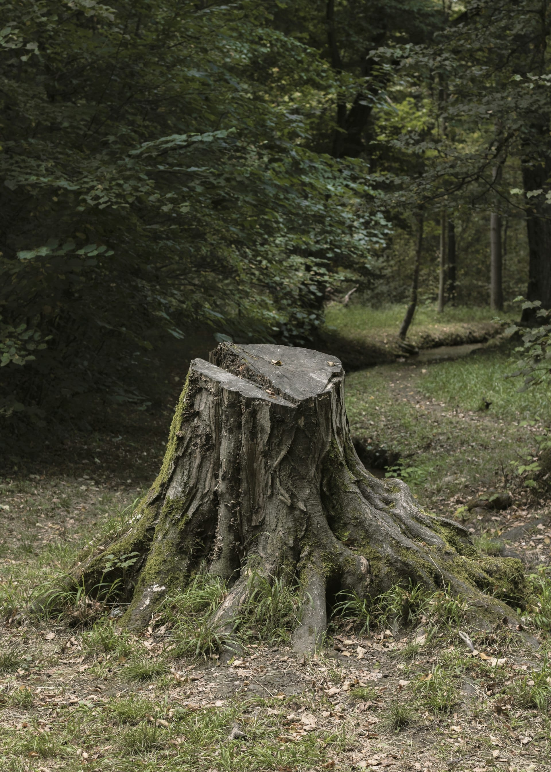 Vieille souche d'arbre à rogner à Bruguières
