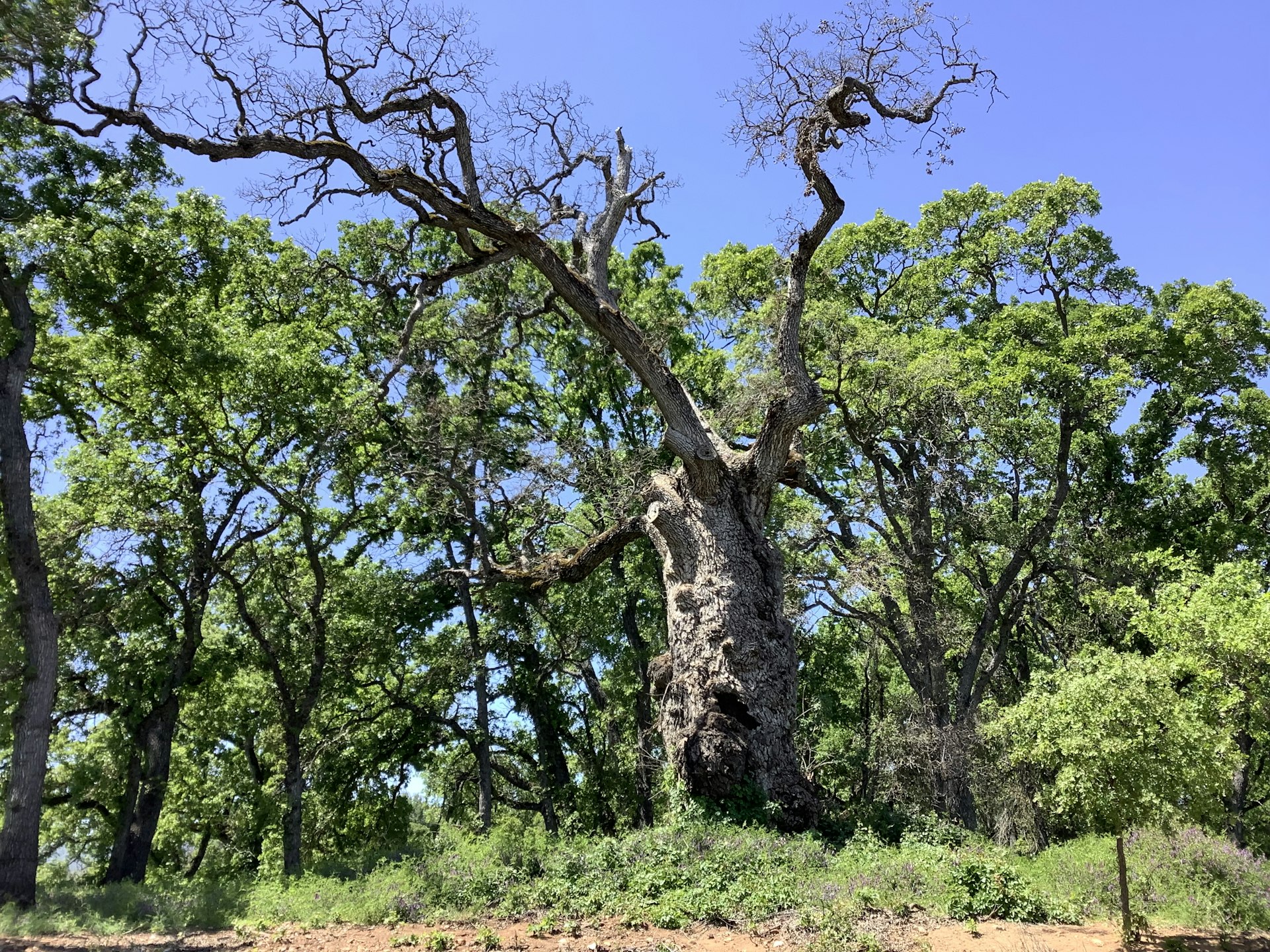 Vieux chêne en forêt près d'Eaunes
